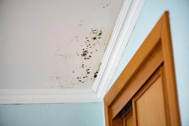 Mold Removal Process in Magee, MS