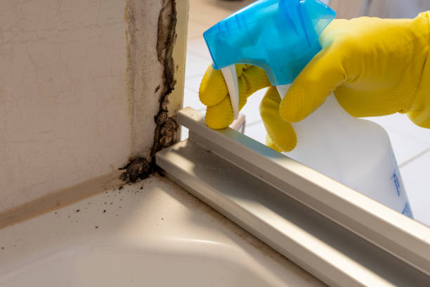 Best Crawl Space Mold Removal  in Magee, MS