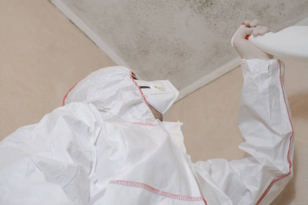 Best Best Mold Removal Companies  in Magee, MS
