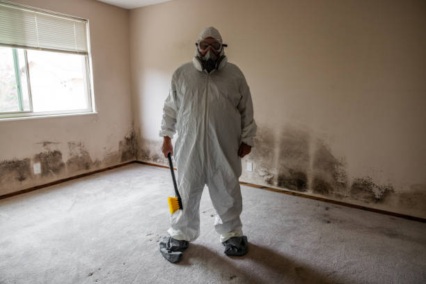 Best Local Mold Removal Service  in Magee, MS