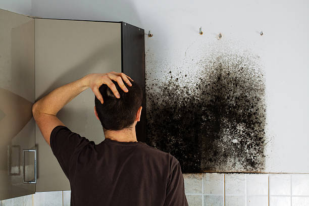 Office Mold Removal Services in Magee, MS